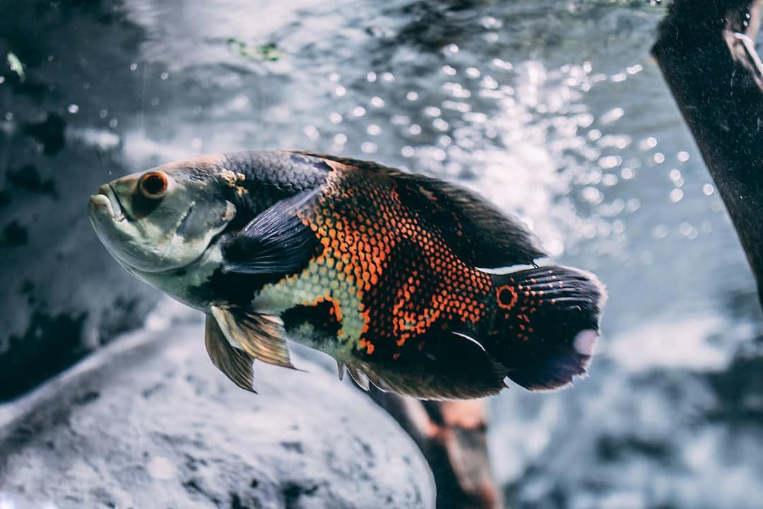 pexels photo 2109800