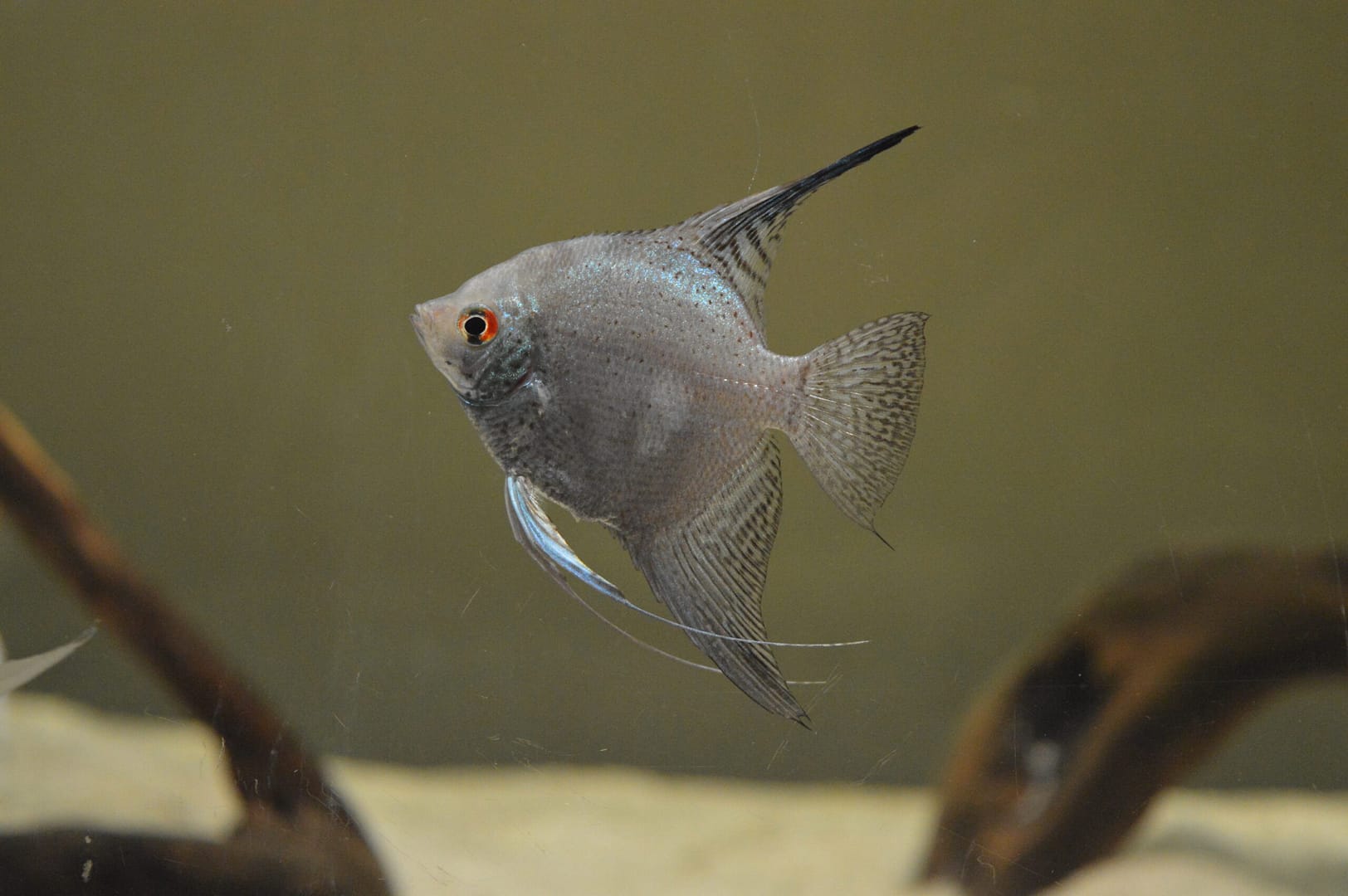 Tutto quello che devi sapere sull'allevamento degli scalari 1 DSC 0050 scaled