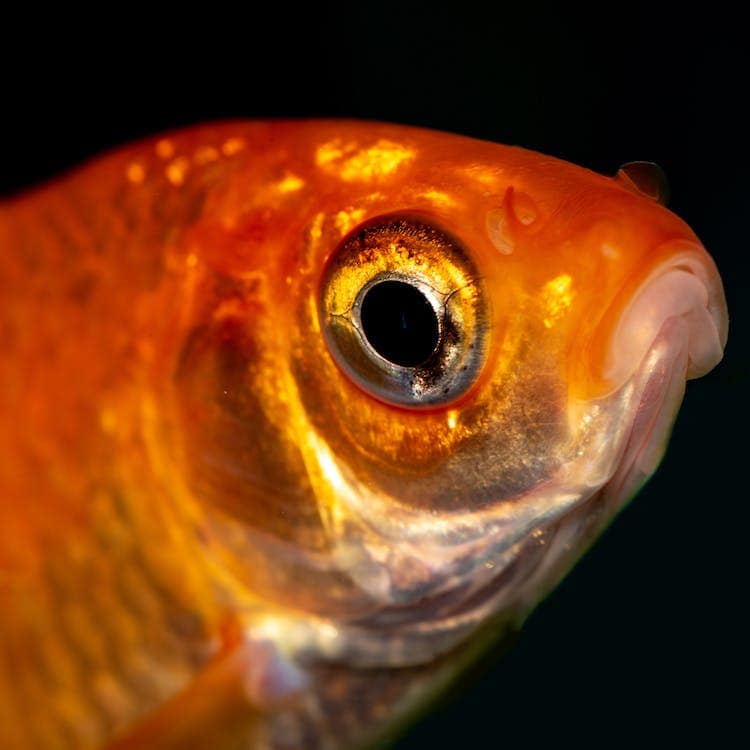 Guida completa sull'allevamento del pesce rosso: caratteristiche, cure e alimentazione 1 pexels photo 7254512