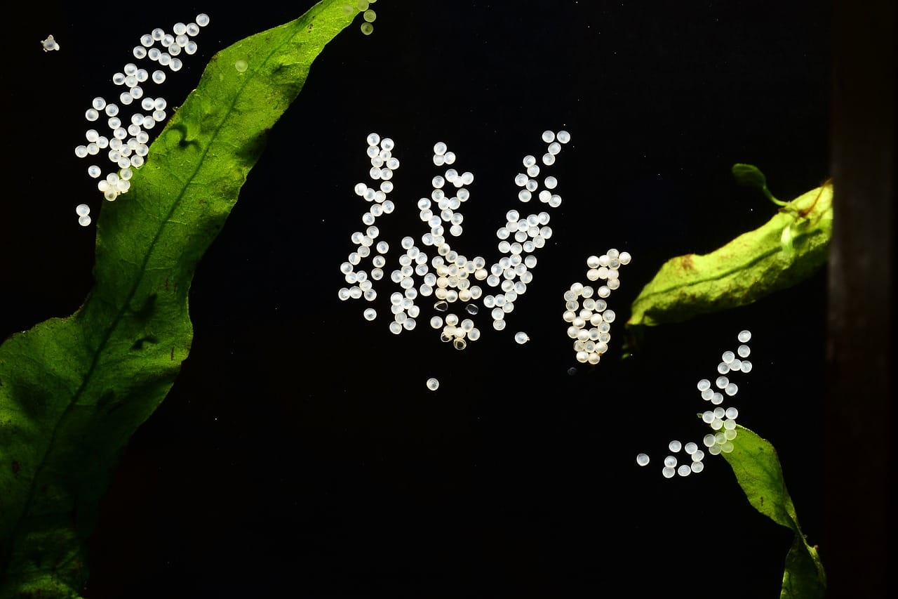 eggs of corydoras 3742286 1280