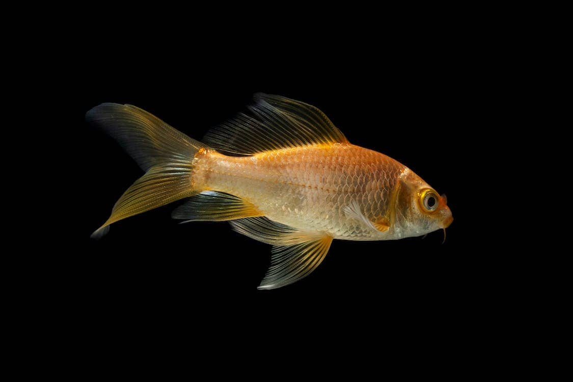 free photo of mare acqua animale animali domestici